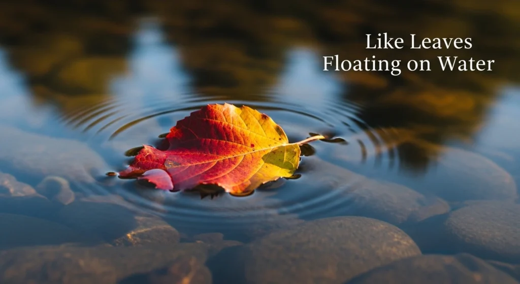 Like leaves floating on water