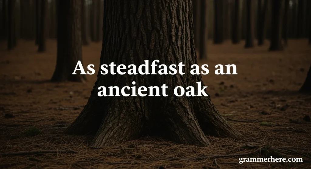 As steadfast as an ancient oak