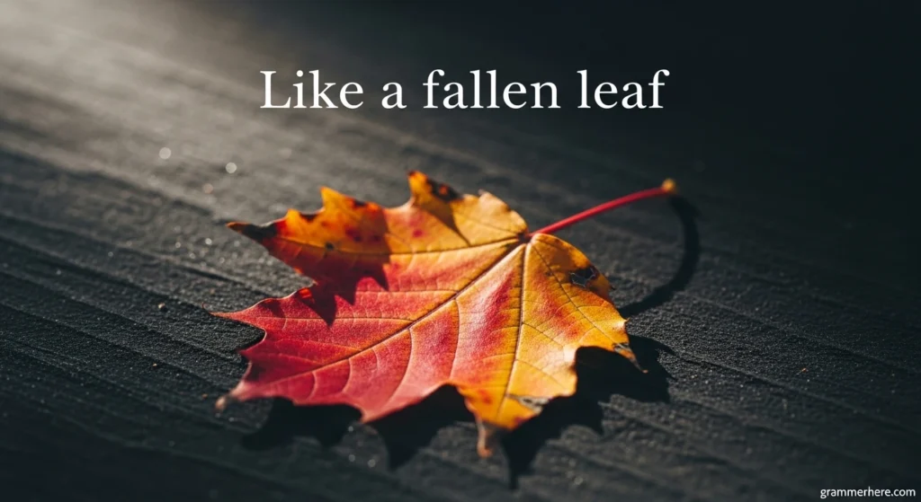 Like a fallen leaf
